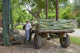 Delivery of Henequen Agaves