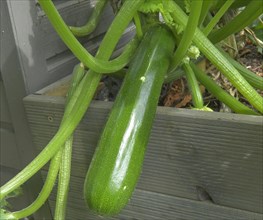 Courgettes in the raised bed