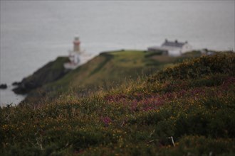 Baily Lighthouse and hillside of heather on Howth Head near Dublin. County Dublin