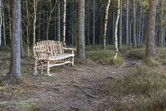 Creative bench made of birch logs in the Hormersdorfer Moor in the Geyers Forest