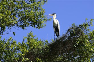 Cocoi heron