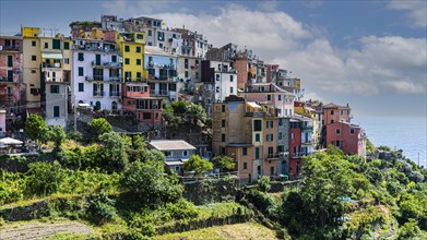 The village of Corniglia with its nested pastel-coloured houses built into the hillside