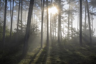 Forest in the morning with fog and sun