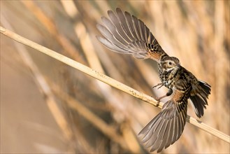 Reed bunting