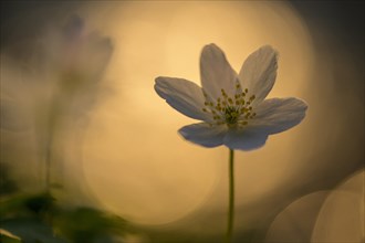 Blooming anemone