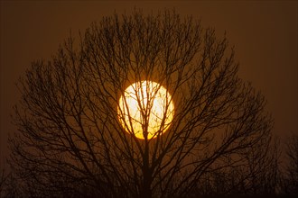 Tree silhouette with evening sun