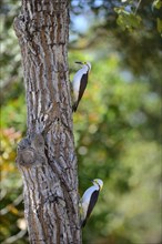 White woodpecker
