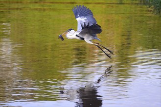 Flying cocoi heron