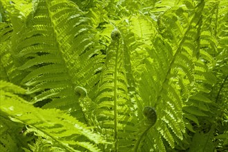 Fresh fern plant in spring