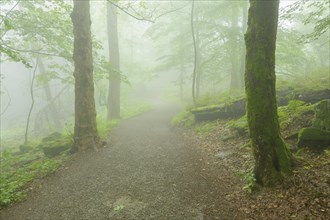 Path in mountain forest on a misty morning on mountain peak