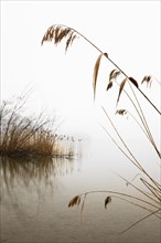 Reed on the shore in the morning mist