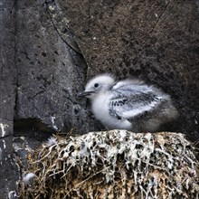 Single Black-legged kittiwake