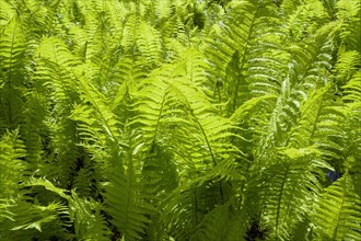 Fresh fern plant in spring