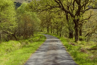 Scottish single track road street lined with old oak trees in spring