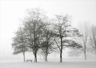 Park bench with snow-covered group of trees in the morning mist