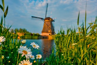 Netherlands rural lanscape with camomiles daisies and windmills at famous tourist site Kinderdijk in Holland on sunset with dramatic sky