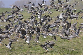Flock of greater white-fronted goose