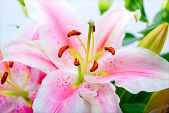 Pink lily flower bunch bouquet over white copyspace