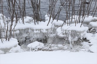 Chunks of ice on a bush