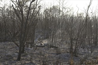 Charred vegetation after a bushfire