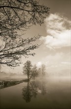 Bare group of trees on the shore of Mondsee in the morning mist