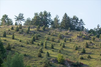 Dry slopes and boulders near Pottenstein