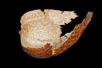 Shell of a salak