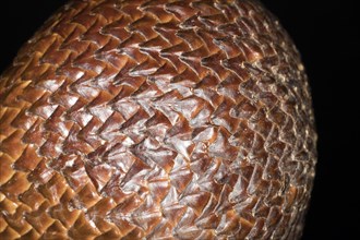 The scaly skin of a salak