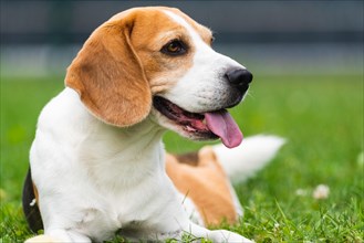 Beagle dog outdoors portrait with tongue out