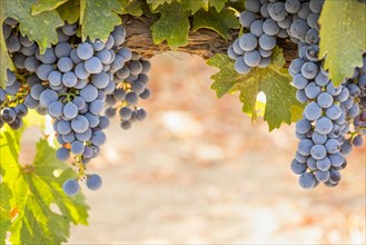 Beautiful lush wine grape in the vineyard