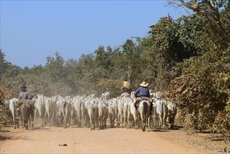Vaqueiros herding a herd of cattle on the dusty Transpantaneira