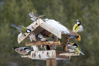 Various songbirds at a feeder