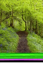 A path in spring forest with bear's garlic and bluebells