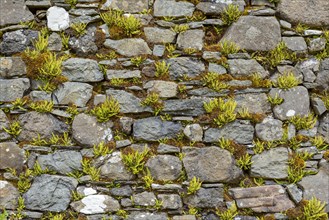 Stone wall with fern of an abandoned church