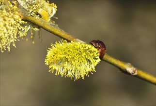 Male inflorescences with pollen of a sal goat willow