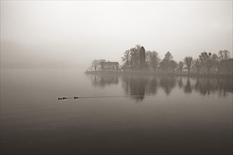 Misty lake promenade with mallards