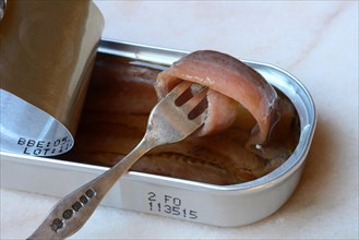 European anchovy