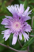 Stockesia