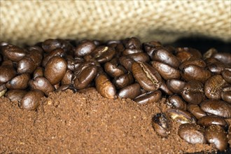 Coffee beans of the Arabica variety lie on top of ground coffee in a jute bag