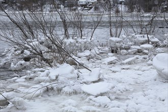 Chunks of ice on a bush