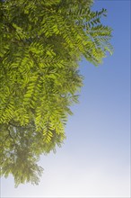 Robinia tree leaves