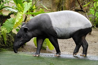 Asian or malayan tapir