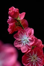 Blossoms of the Japanese peach tree
