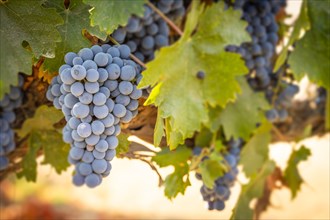 Beautiful lush wine grape in the vineyard