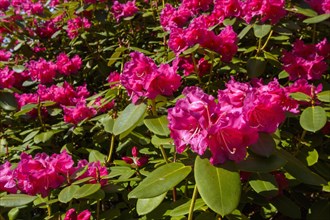 Pink flowering rhododendron bush in spring