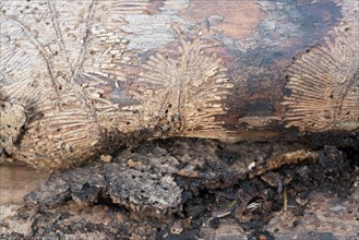 Deadwood piles as natural insect nesting aid
