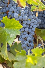 Beautiful lush wine grape bushels in the vineyard