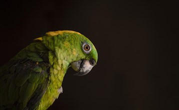 Close up of a green feathered parrot