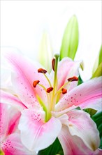 Pink lily flower bunch bouquet over white copyspace