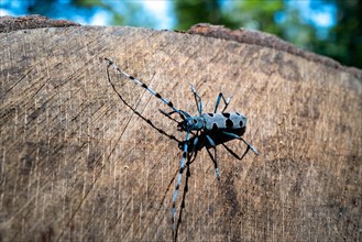 Close-up of an rosalia longicorn